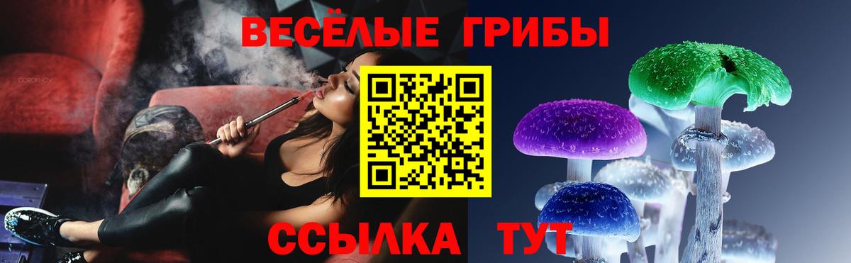 наркота  Кингисепп  Псилоцибиновые грибы Psilocybe 