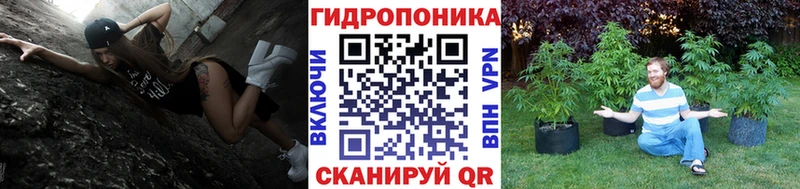 Конопля марихуана Кингисепп